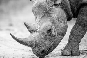 Searching for the elusive Black Rhino