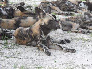 The heart and soul of Africa's safarilands