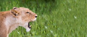 Safaris that tell stories