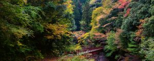 Sacred trails of the Kumano Kodo