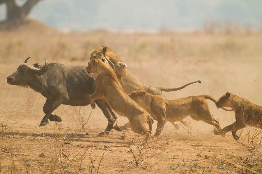 Zimbabwe: Walking with Lions