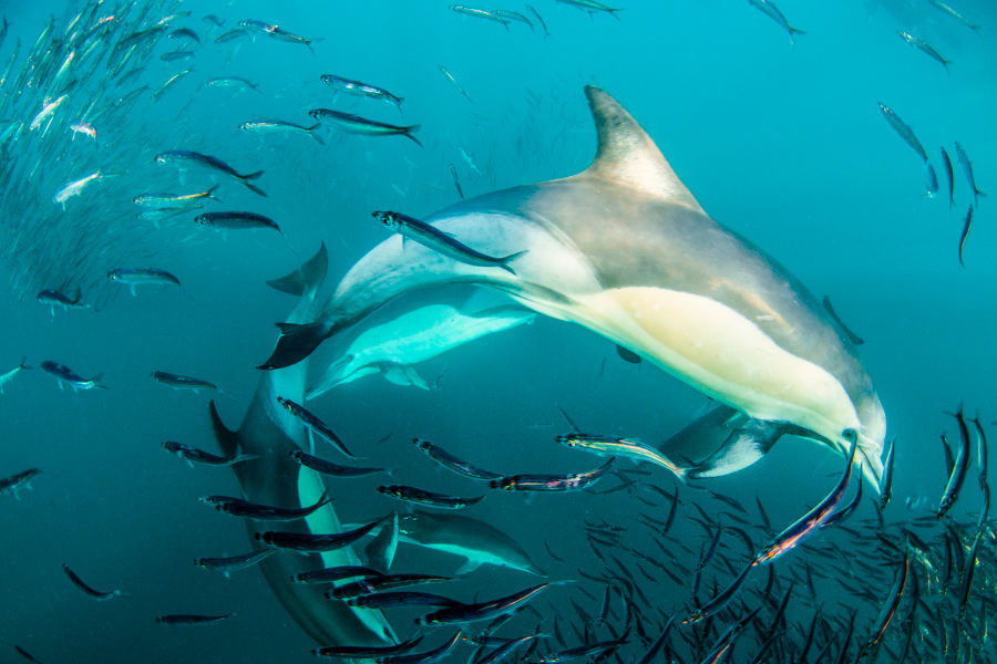 The Sardine Run: South Africa's Greatest Gathering