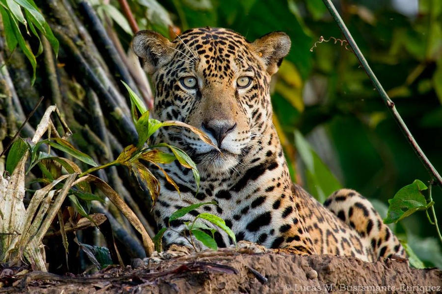 River Adventure in the Peruvian Amazon
