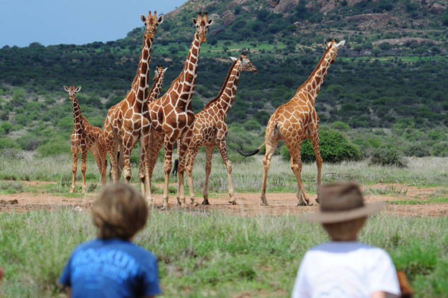 Camel Caravan in Wild Kenya