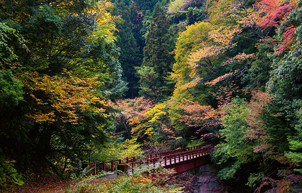 Sacred trails of the Kumano Kodo
