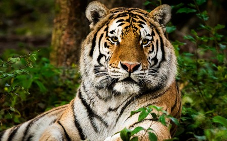 It's Tiger Time