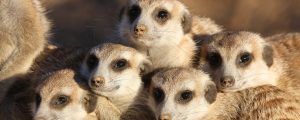 Close Encounters of the Meerkat Kind