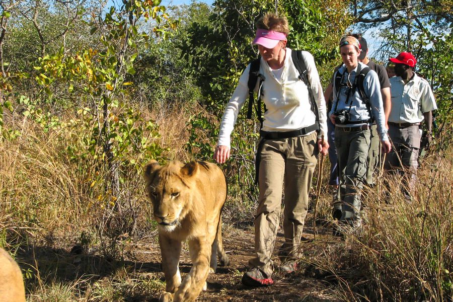Zimbabwe: Walking with Lions