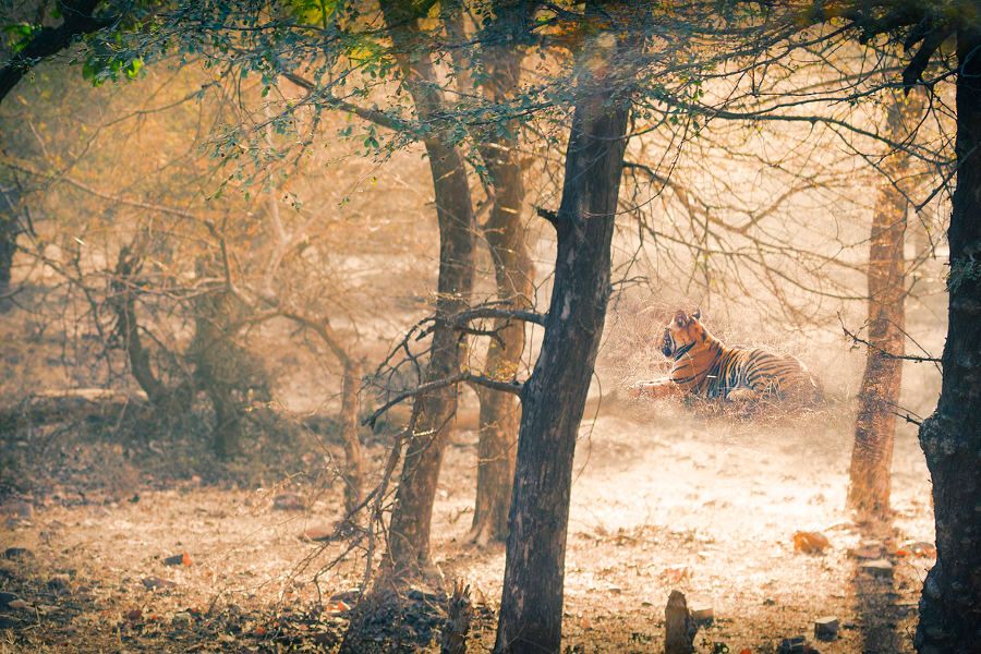 India: It's Tiger Time
