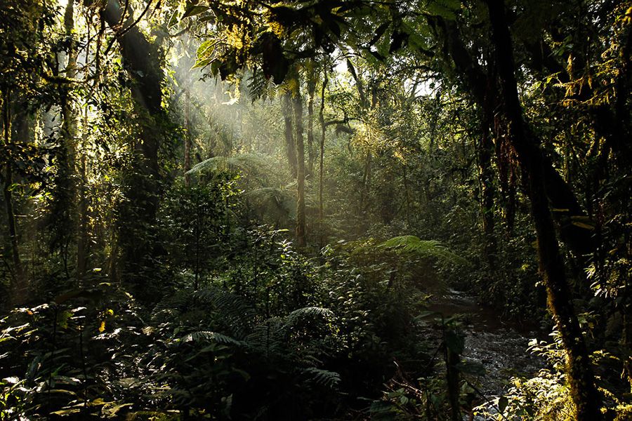 Uganda: A Rendevouz with the Gorillas