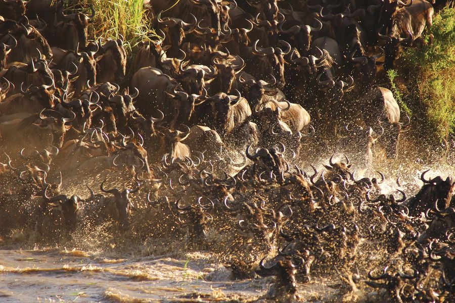Tanzania: Serengeti Migrations