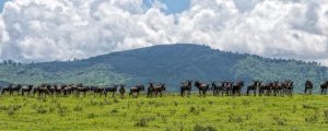 Footsteps in the African wilderness