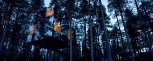 Lapland in an Arboreal Abode