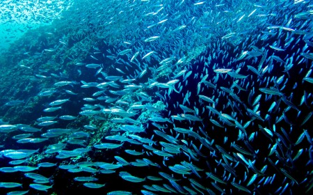 Running with the Sardines