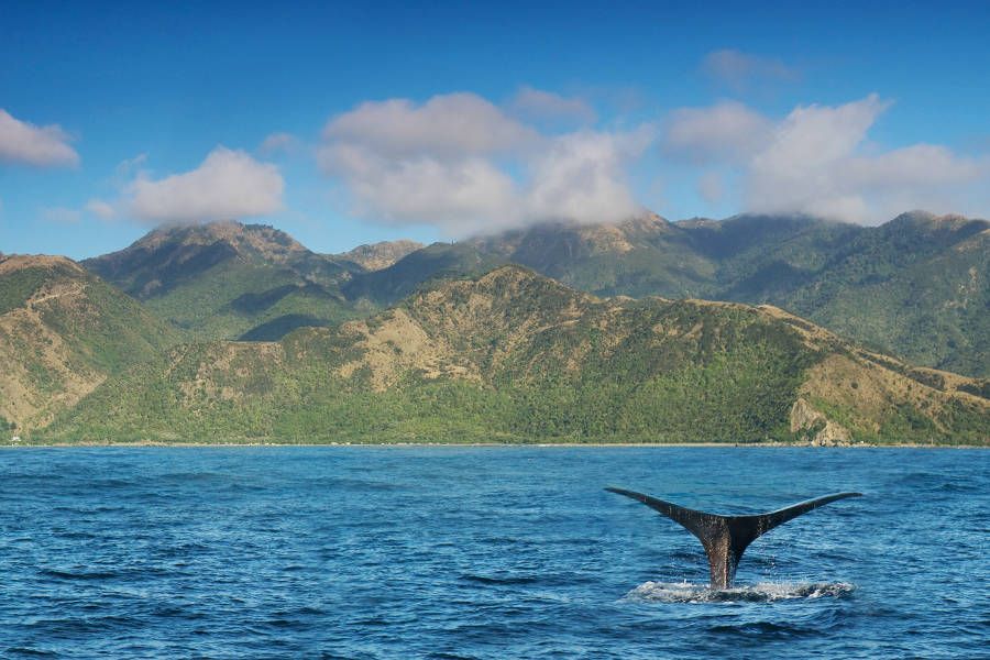 New Zealand: The Ultimate South Island Trip